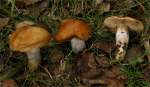 Gebirgsschleimfuß-Cortinarius alpinus