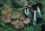 Büscheliger Wasserkopf-Cortinarius damascenus