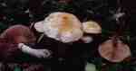 :-Cortinarius illibatus