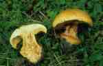 :-Cortinarius olearioides