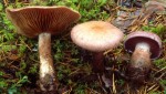 :-Cortinarius procax