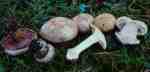Sehenswerter Klumpfuss-Cortinarius spectabilis