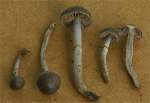 :-Cortinarius trossingiensis