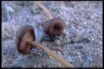 Fleischgrauer Rötling-Entoloma carneogriseum