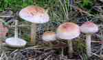 Elfenringfälbling-Hebeloma circinans