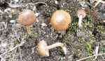 Weißseidiger Risspilz-Inocybe abjecta