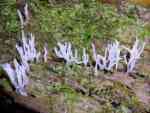 : Holzkeulchen-Lentaria afflata