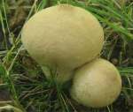 Dunkelbrauner Stäubling-Lycoperdon lambinonii