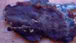 Rostrandiger Feuerschwamm-Phellinus ferrugineofuscus