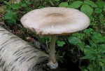 Schuppigseidiger Dachpilz-Pluteus petasatus
