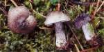 Russstieliger Erdritterling-Tricholoma triste