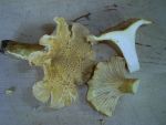 Amethystpfifferling-Cantharellus cibarius var. amethysteus