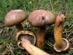 Kupferroter Gelbfuss-Chroogomphus rutilus