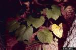 :-Botryosphaeria ribis