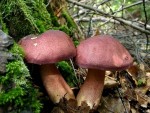 Purpurfilziger Holzritterling-Tricholomopsis rutilans