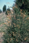 Zedern-Nadelbleiche-Didymascella thujina