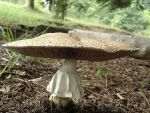 Riesenegerling-Agaricus augustus