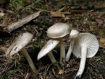 Schwarzpunktierter Schneckling-Hygrophorus pustulatus