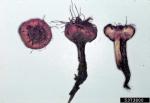 :-Stromatinia gladioli