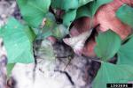 :-Gibberella baccata
