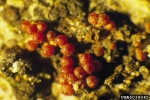 :-Neonectria galligena