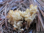 Kammförmige Koralle-Clavulina coralloides