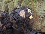 Spechtloch-Schillerporling-Inonotus nidus-pici