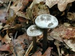 Wurzelgraublatt-Tephrocybe rancida