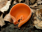 Orange-Becherling-Aleuria aurantia