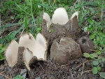 Zedern-Sandborstling-Geopora sumneriana