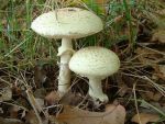 Gelber Knollenblätterpilz-Amanita citrina