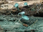 Kleinsporiger Grünspanbecherling-Chlorociboria aeruginascens