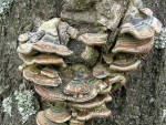 Zonen-Tramete-Trametes ochracea