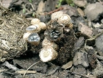Dung-Teuerling-Cyathus stercoreus