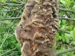 Muschelförmiger Feuerschwamm-Phellinus conchatus