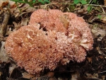 Hahnenkamm-Ramaria botrytis