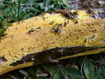 Bleifarbener Kammpilz-Phlebia livida