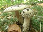 Fransiger Wulstling-Amanita strobiliformis