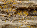 Gelbes Knopfbecherchen-Orbilia xanthostigma