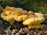 Schwefelporling-Laetiporus sulphureus