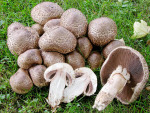 Spindelfüssiger Egerling-Agaricus bohusii