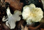 Schwärzender Pfifferling-Cantharellus melanoxeros