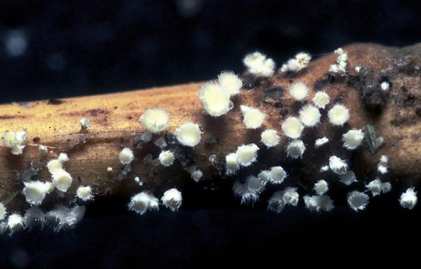 Spitzhaariges Schilfbecherchen-Albotricha acutipila