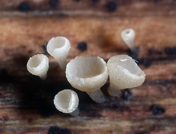 Crocicreas cyathoideum var. cyathoideum Pokalförmiger Stengelbecherling