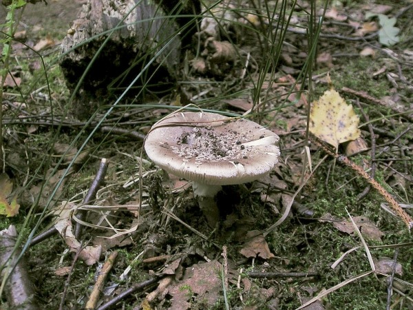 Grauer Wulstling-Amanita excelsa