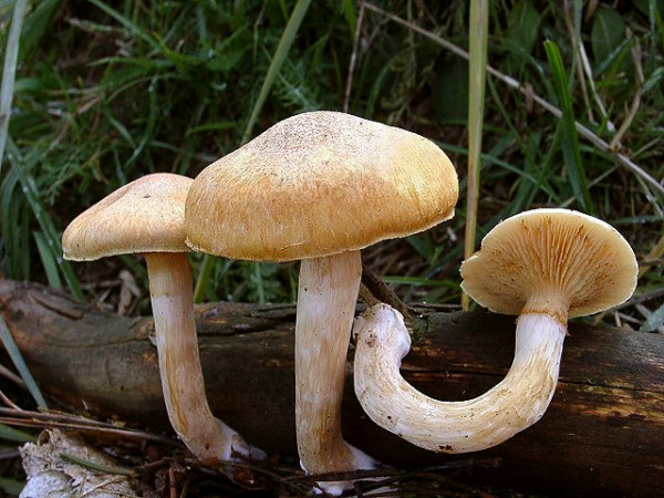 Geflecktblättriger Flämmling-Gymnopilus penetrans