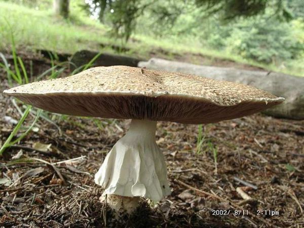 Riesenegerling-Agaricus augustus