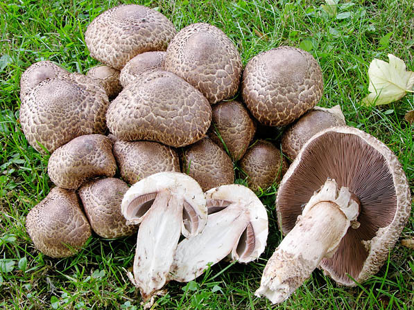 Spindelfüssiger Egerling-Agaricus bohusii