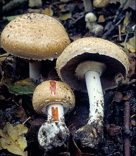 Grosser Blutegerling-Agaricus langei