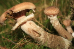 Dunkler Hallimasch-Armillaria ostoyae